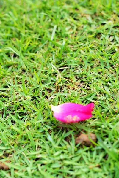 Pétalos de rosa en la hierba —  Fotos de Stock