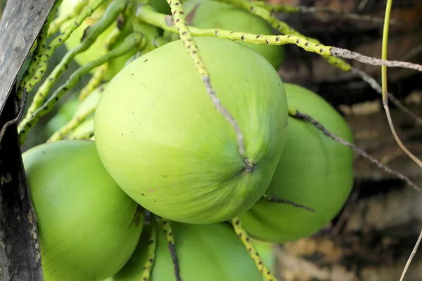 Kokosnoot boom in de natuur — Stockfoto