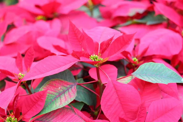 Flores rojas de poinsettia en la naturaleza —  Fotos de Stock