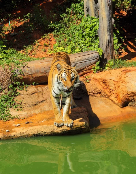 Tygrysy w ogrodach zoologicznych i natura — Zdjęcie stockowe