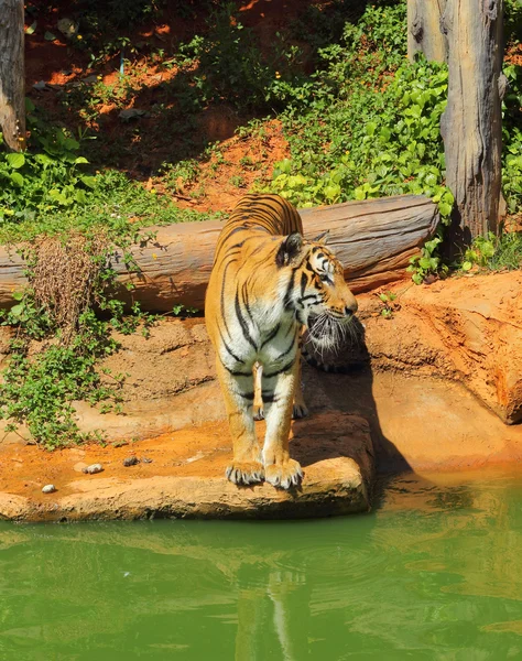 Tygrysy w ogrodach zoologicznych i natura — Zdjęcie stockowe