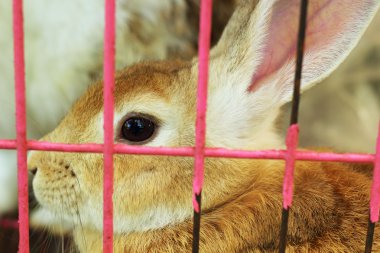Tavşan Kafes içinde.