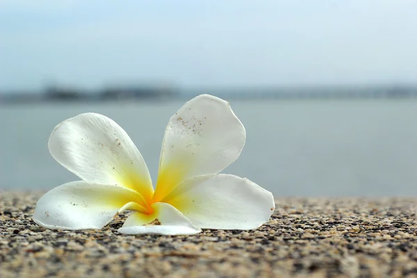 Fiore bianco frangipani sulla sabbia — Foto Stock