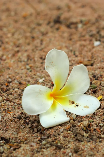 Kum üzerinde beyaz frangipani çiçek — Stok fotoğraf