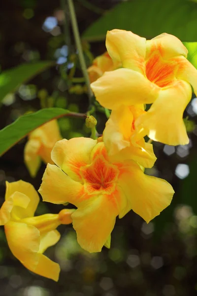 Flor amarilla en la naturaleza —  Fotos de Stock