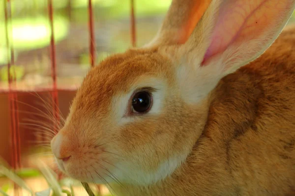 Lapin dans une cage . — Photo