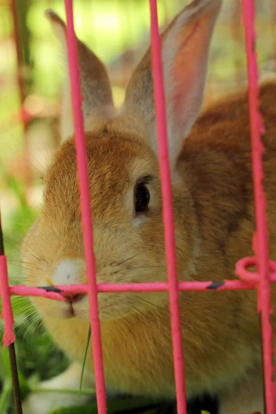 Rabbit in a cage. — Stock Photo, Image