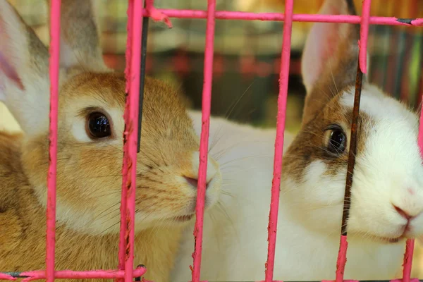 ケージでウサギ. — ストック写真