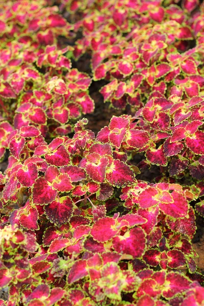 Rote Blätter in der Natur — Stockfoto