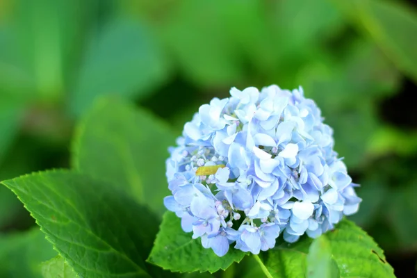 Hortensias flores en la naturaleza —  Fotos de Stock