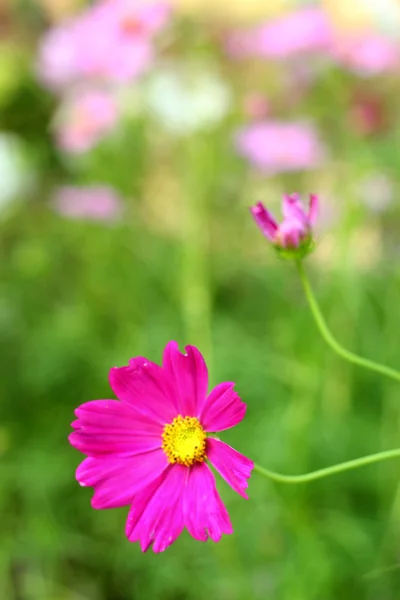 자연 속에서 분홍색 코스모스 꽃 — 스톡 사진
