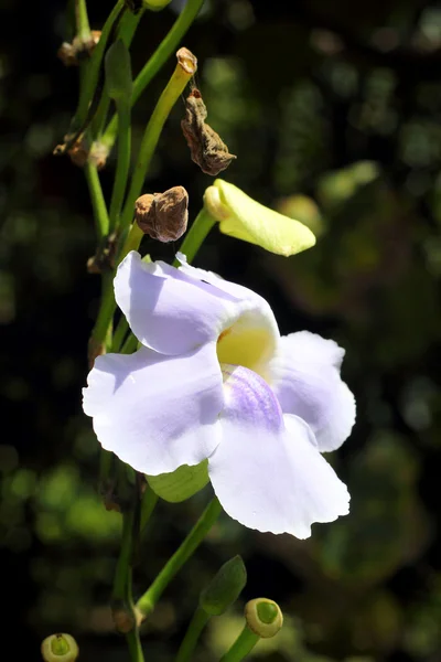 Fiori viola nella natura — Foto Stock