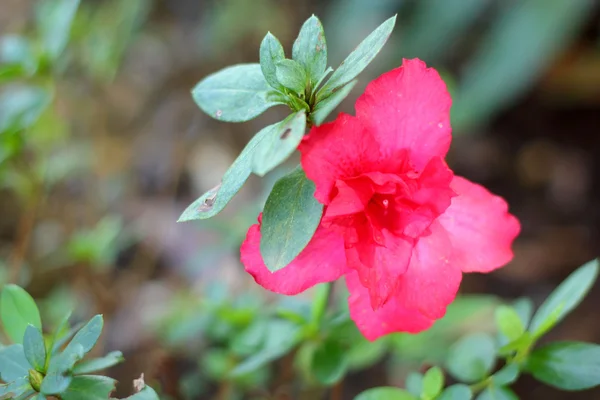 Red flowers in the nature — Stock Photo, Image