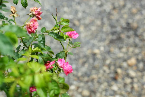 Flores de rosas en la naturaleza — Foto de Stock