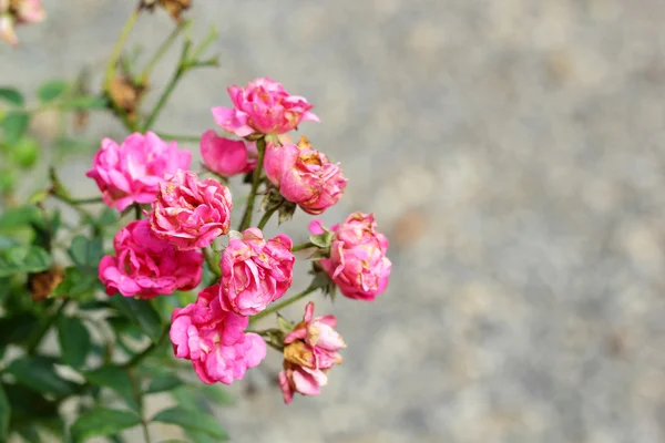 Fleurs roses dans la nature — Photo