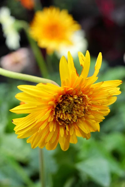 Gerbera fiori nella natura — Foto Stock