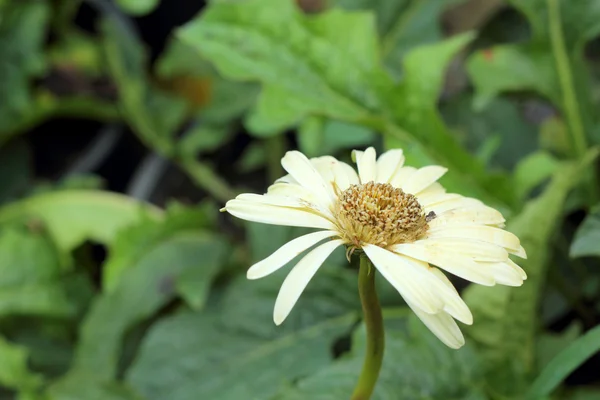 Gerbera flowers in the nature — Stock Photo, Image