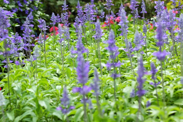 Flores de salvia púrpura en la naturaleza —  Fotos de Stock