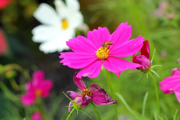Květy růžové Kosmos v přírodě — Stock fotografie