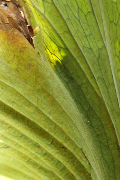 Liść paproci w naturze — Zdjęcie stockowe