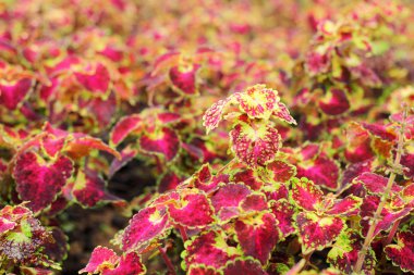 Doğada kırmızı yaprakları