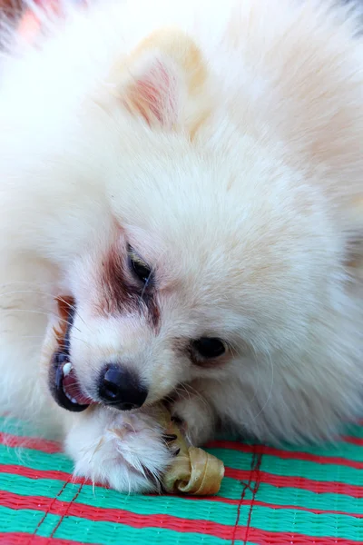 Portrait of a pomeranian dog — Stock Photo, Image