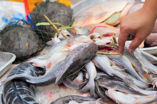 Peixe fresco - no mercado — Fotografia de Stock