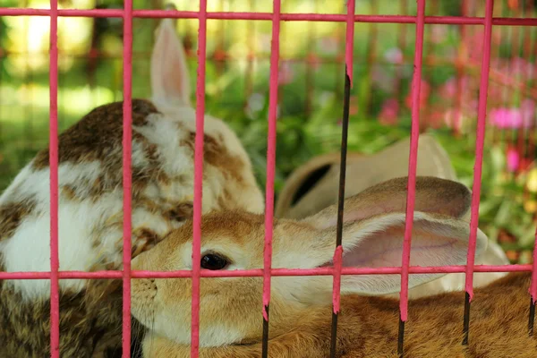 Rabbit in a cage. — Stock Photo, Image