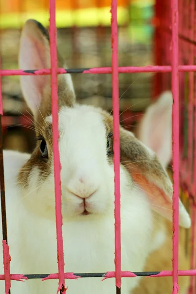 Rabbit in a cage. — Stock Photo, Image