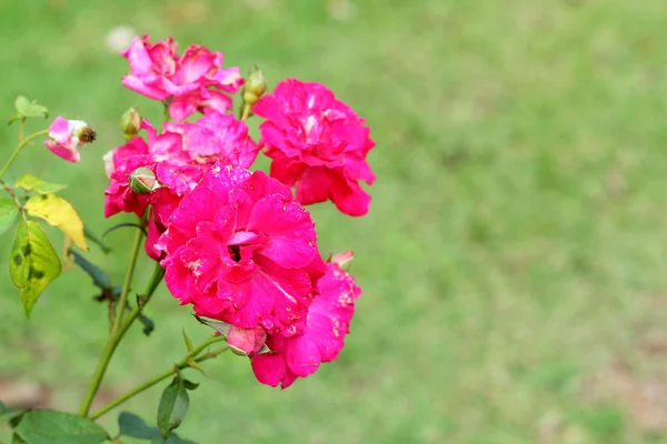 Roze bloemen in de natuur — Stockfoto