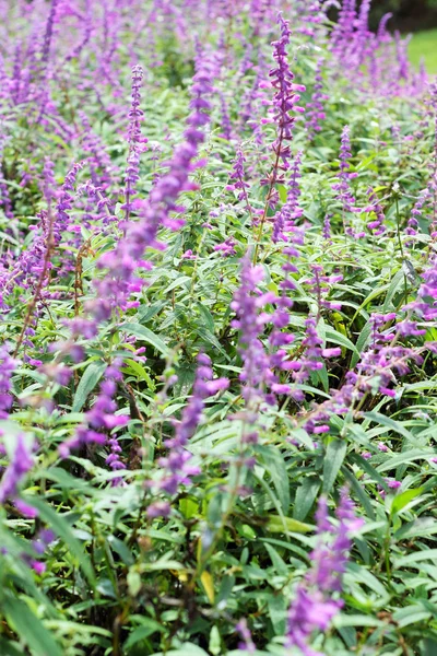 Purpursalvia blüht in der Natur — Stockfoto