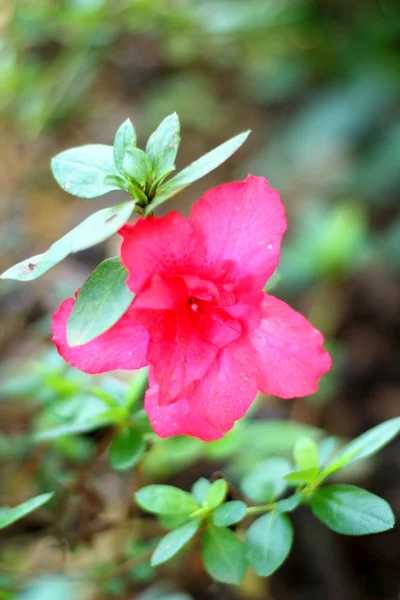 Rote Blumen in der Natur — Stockfoto