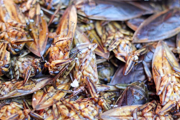 Zblízka smažené hmyzu — Stock fotografie