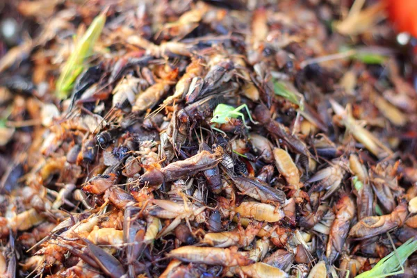Gros plan de l'insecte frit — Photo