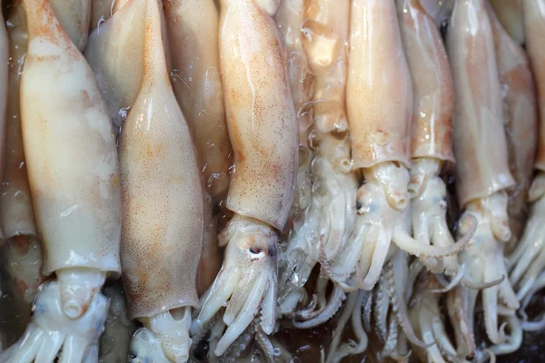 Calamares frescos en el mercado —  Fotos de Stock