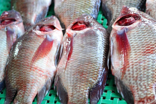 Pescado fresco - en el mercado —  Fotos de Stock