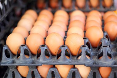 kahverengi yumurta çiftliği