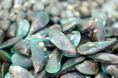 taze deniz ürünleri piyasada