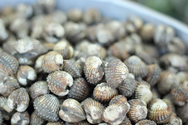 Nahaufnahme von frischen Herzmuscheln — Stockfoto