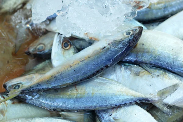 Čerstvé ryby - na trhu — Stock fotografie