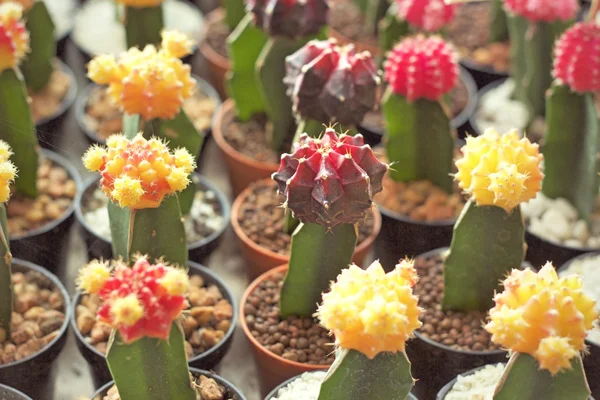 Close up of the cactus — Stock Photo, Image