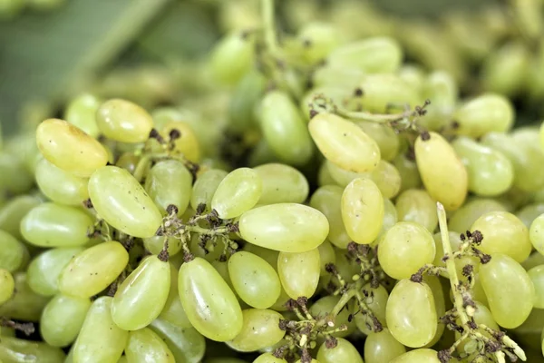 Raisins frais sur le marché — Photo