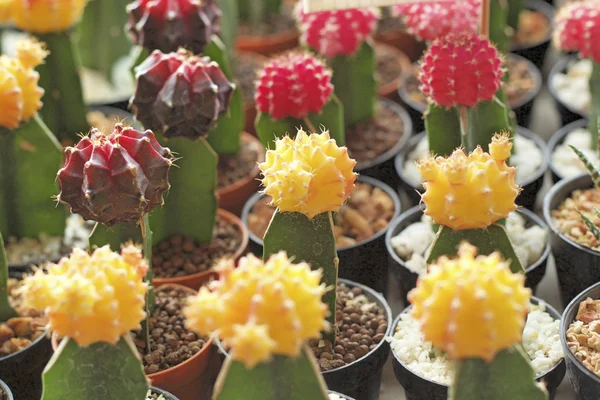 Close up of the cactus — Stock Photo, Image