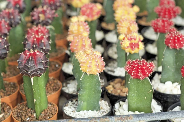 Primo piano del cactus — Foto Stock