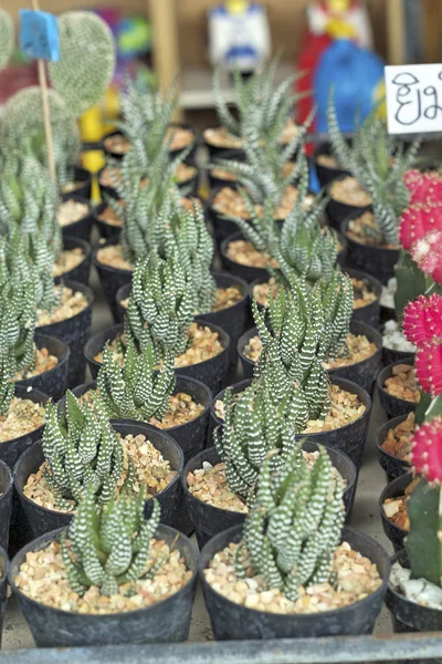 Primo piano del cactus — Foto Stock