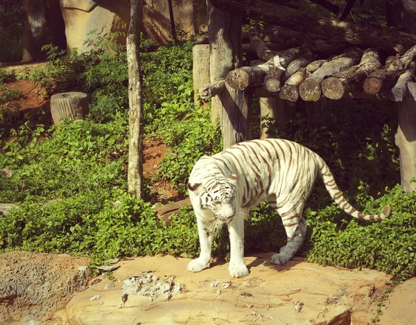 Les tigres dans les zoos et la nature — Photo