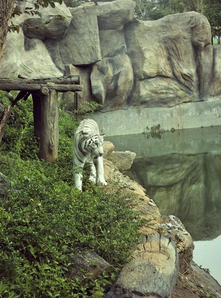 Τίγρεις σε ζωολογικούς κήπους και φύση — Φωτογραφία Αρχείου