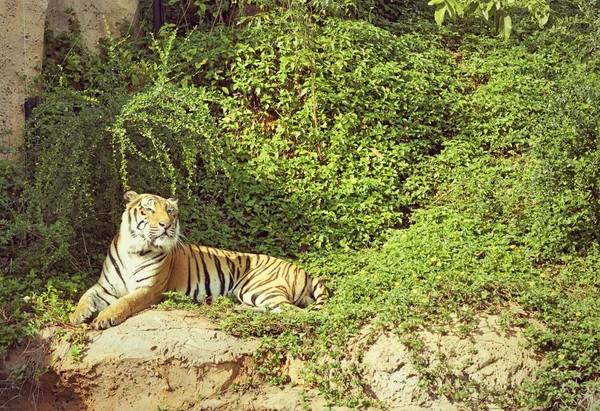 Les tigres dans les zoos et la nature — Photo