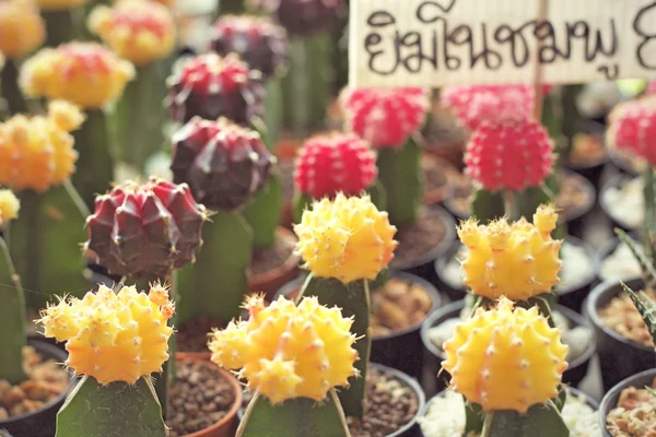 Close up of the cactus — Stock Photo, Image