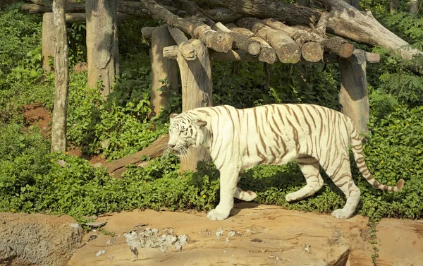 Tygrysy w ogrodach zoologicznych i natura — Zdjęcie stockowe